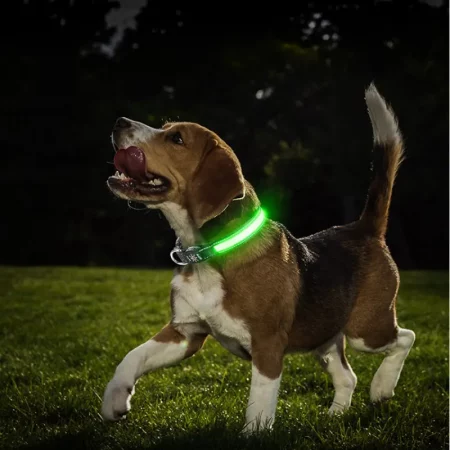 Lumi'Col : le collier LED pour chien